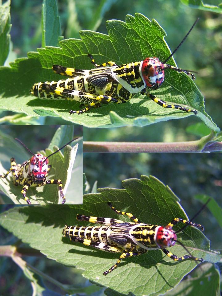 FIGURE 15 FIGURE 15